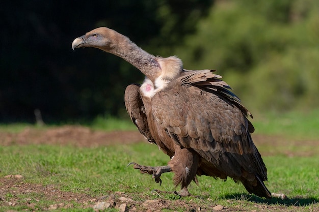 Vale gier of Euraziatische vale (Gyps fulvus) Malaga, Spanje