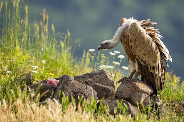 Vale gier voeden met vlees in zonovergoten zomer natuur