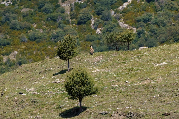 Vale gier zat aan de horizon tussen de bomen en keek uit over de kloof