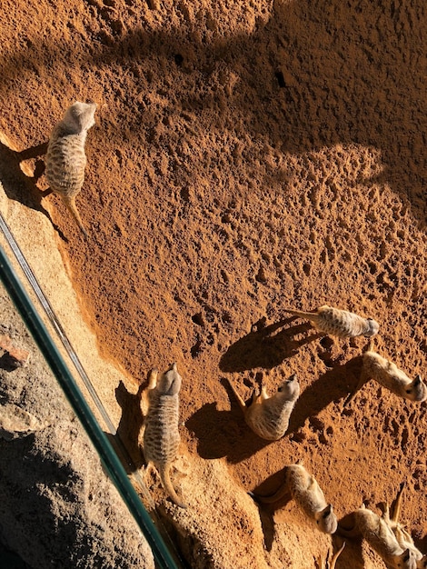 Foto zoo di valencia