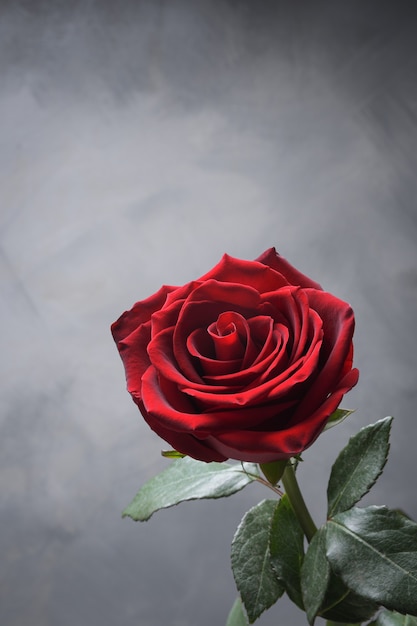Valentijnsdag concept. Rode, mooie bloeiende roos. Detailopname.