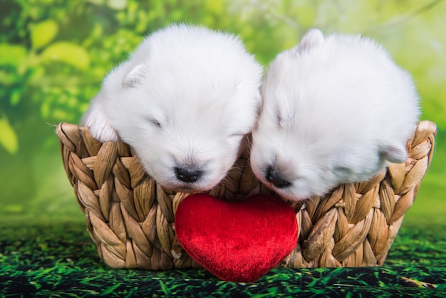 Foto valentijnsdag kaart met twee witte kleine samojeed puppies honden en rood hart