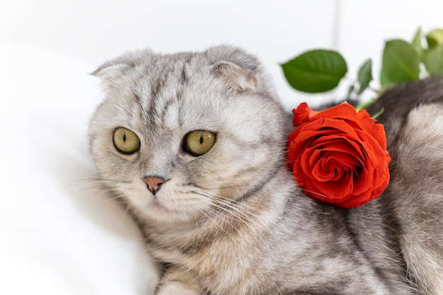 Valentijnsdag kat rasechte scottish fold met een rode roos ligt op het bed happy valentines greetings