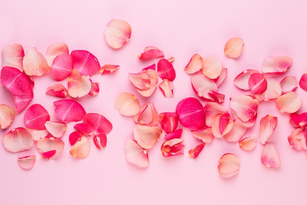 Valentijnsdag. Rose bloemen bloemblaadjes op witte achtergrond. Valentijnsdag achtergrond. Plat leggen, bovenaanzicht, kopie ruimte.