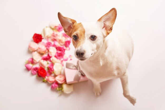 Valentijnsdag samenstelling met hond en bloemen.