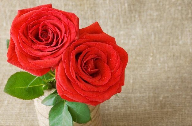 valentine's comcposition with two red  roses