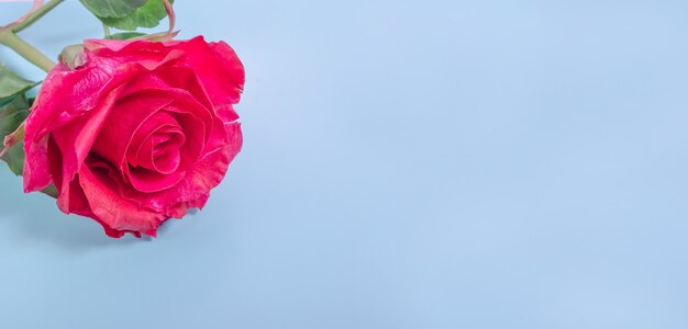 Valentine's Day banner background. Red rose on a pastel blue background close-up with copy space.