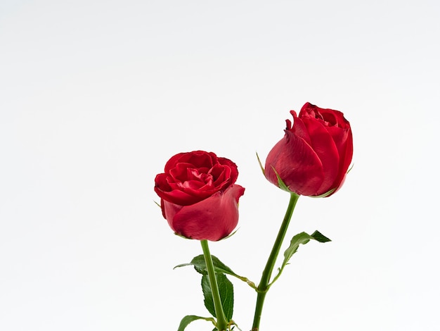 Carta di san valentino. due rose rosse.