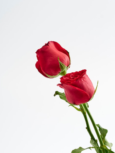 Photo valentine's day card. two red rose.