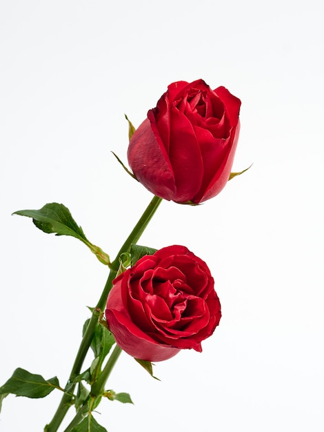 Photo valentine's day card. two red rose.