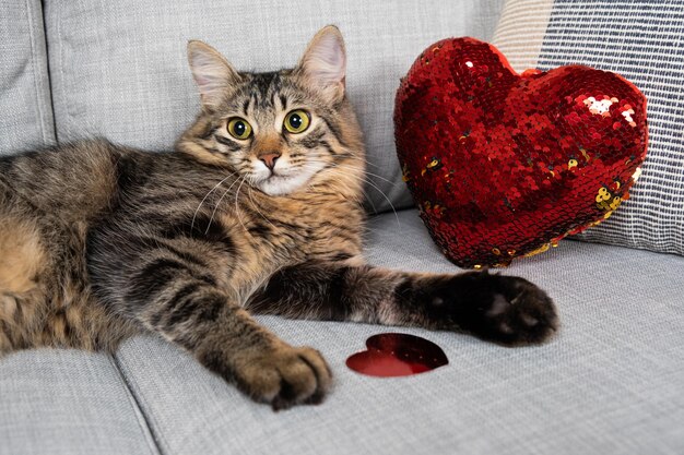 Photo valentine's day cat beautiful young cat lying on a gray sofa among red hearts