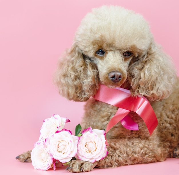 Photo valentine's day dog, apricot poodle with a ribbon around its neck and a bouquet of pink roses on a pink background