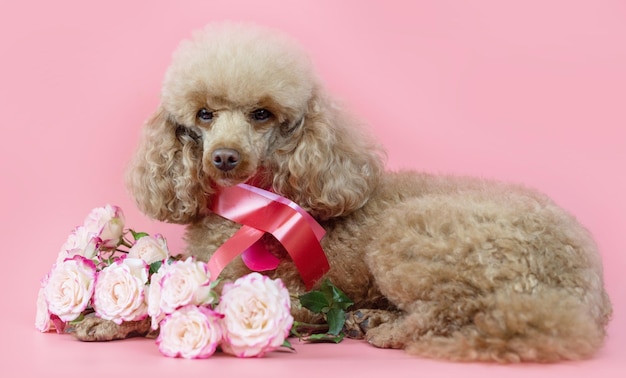 首にリボンとピンクの背景にピンクのバラの花束を持つバレンタインデーの犬のアプリコットプードル