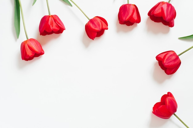 День святого Валентина. Рамка из красных тюльпанов на белом фоне с копировальным пространством.