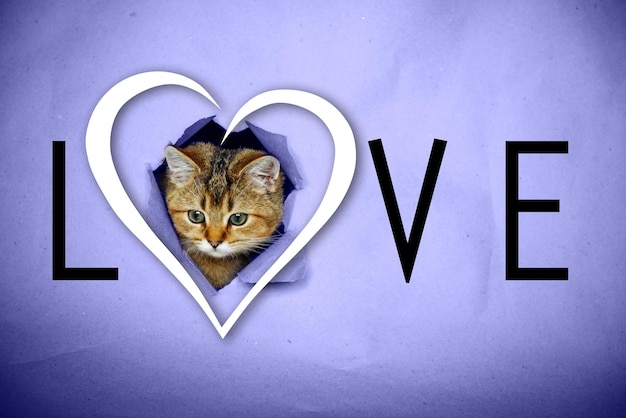 Valentine's Day greeting card. Funny kitten looks out of a hole in purple paper with a heart pattern and inscription "love".