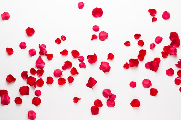 Valentine's Day. Rose flowers petals on white background. Valentines day background. Flat lay, top view, copy space.