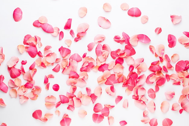 Foto san valentino. petali di fiori di rosa su sfondo bianco. san valentino sfondo. appartamento laico, vista dall'alto, copia dello spazio.