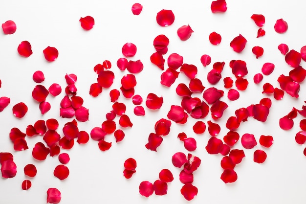 Valentine's Day Rose flowers petals on white background