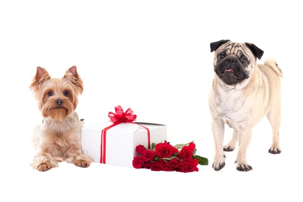 Il giorno di san valentino - yorkshire terrier e pug dog con confezione regalo e fiore isolato su sfondo bianco