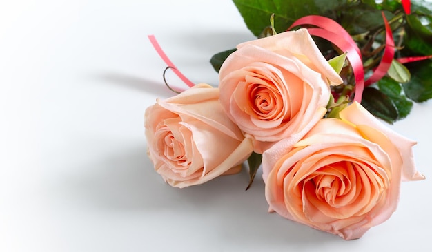 День Святого Валентина фон с розовыми розами. Нежные красивые коралловые цветы на белом фоне с копией пространства.