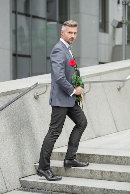 valentines day concept grizzle tuxedo man with valentines rose flower gift for valentines day