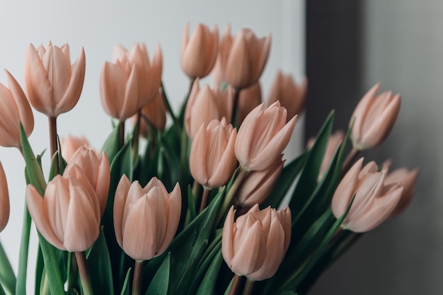 Valentines day or mothers day tulip flowers apricot color