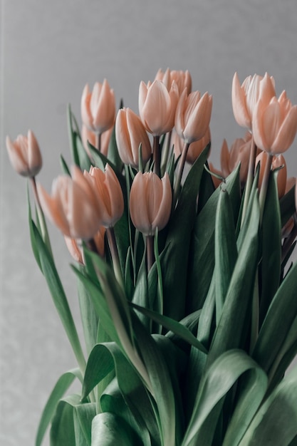 Valentines day or mothers day tulip flowers apricot color