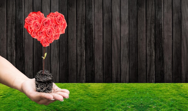 Foto san valentino e giorno più dolce, amore e concetto rosso con fiore di rosa