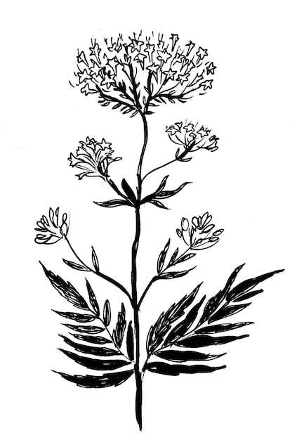 Valeriaan plant. Inkt zwart-wit tekening