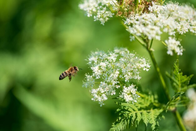 발레리안과 꿀벌 Valeriana officinalis는 흰 꽃이 있는 야생 식물입니다