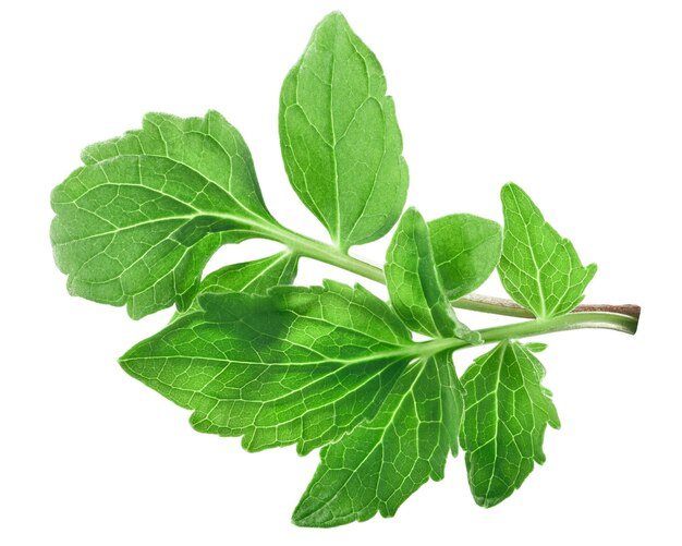 バレリアンの葉 vofficinalis パス