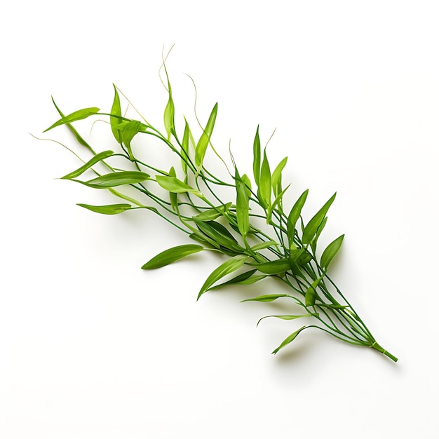 Valisneria Long Straight RibbonLike Green Leaves Grassy App Aqua Plant Isolated on White BG