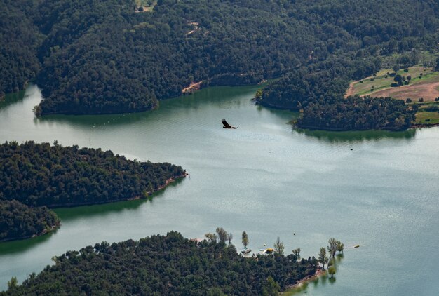 Valk die over het water en het bos vliegt