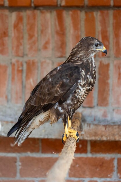 Valkerij Havik roofvogel tentoongesteld