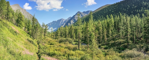 Vallei bedekt met bos, wilde plek in Siberië