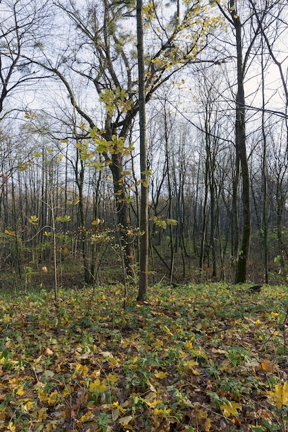 vallen in het bos