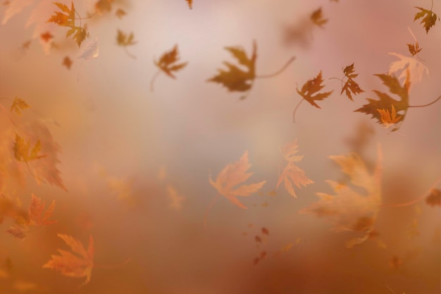 Vallende herfst esdoorn natuurlijke bladeren op onscherpe achtergrond