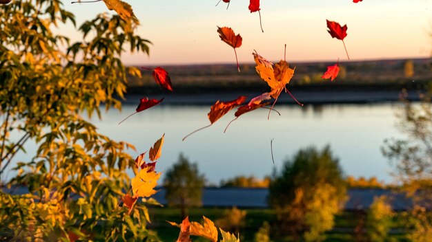 Vallende herfstbladeren met rivier op de achtergrond. Tomsk. Siberië