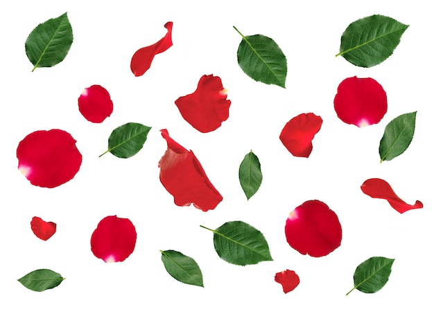 Vallende rode rozenblaadjes en groene bladeren geïsoleerd op een witte backg