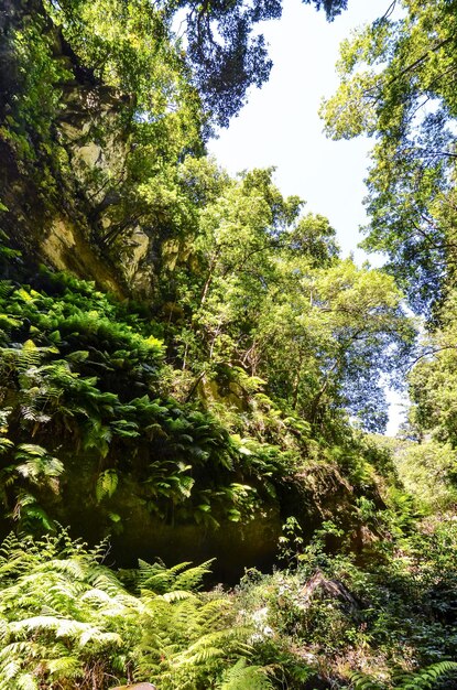 Valley in the Canary Islands