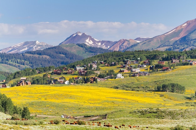 Valley covered with yellow wildflowers in Colorado.