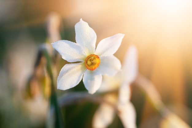 Valley of Daffodils.