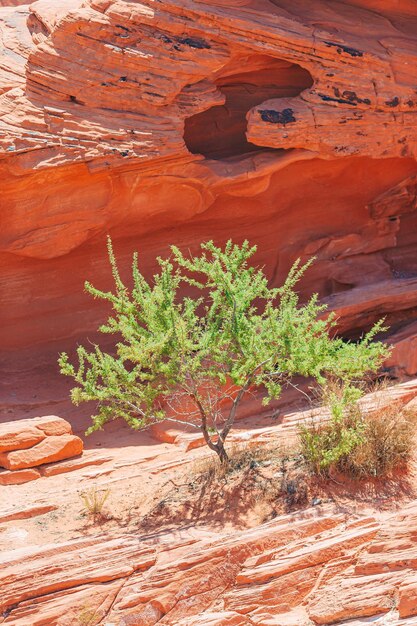 Photo valley of fire state park in nevada usa