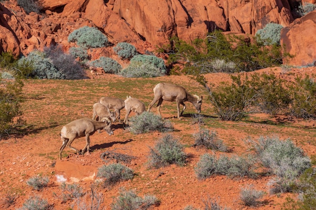 Valley of Fire State Park USA