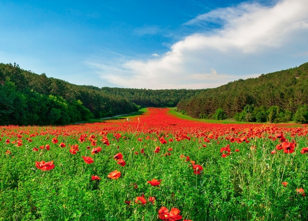 Valley with many blooming red poppies 