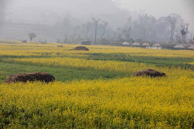 Valley yellow flower