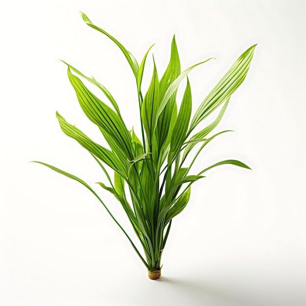 Photo vallisneria green aquatic plant with long ribbonlike leaves aqua plant isolated on white bg