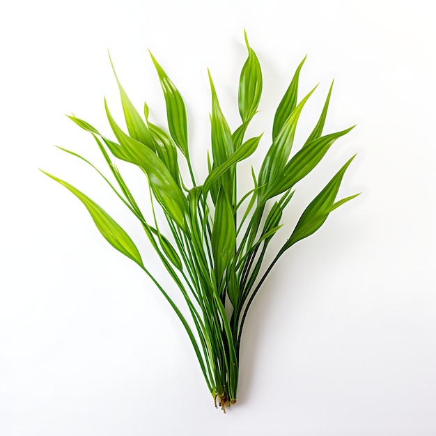 Photo vallisneria green aquatic plant with long ribbonlike leaves aqua plant isolated on white bg