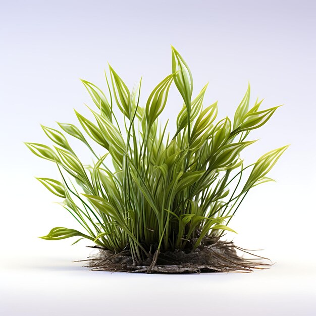 Photo vallisneria nana smaller version of vallisneria with narrow aqua plant isolated on white bg