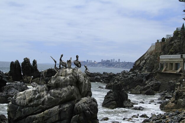 Valparaispo and Nino Del mar Chile